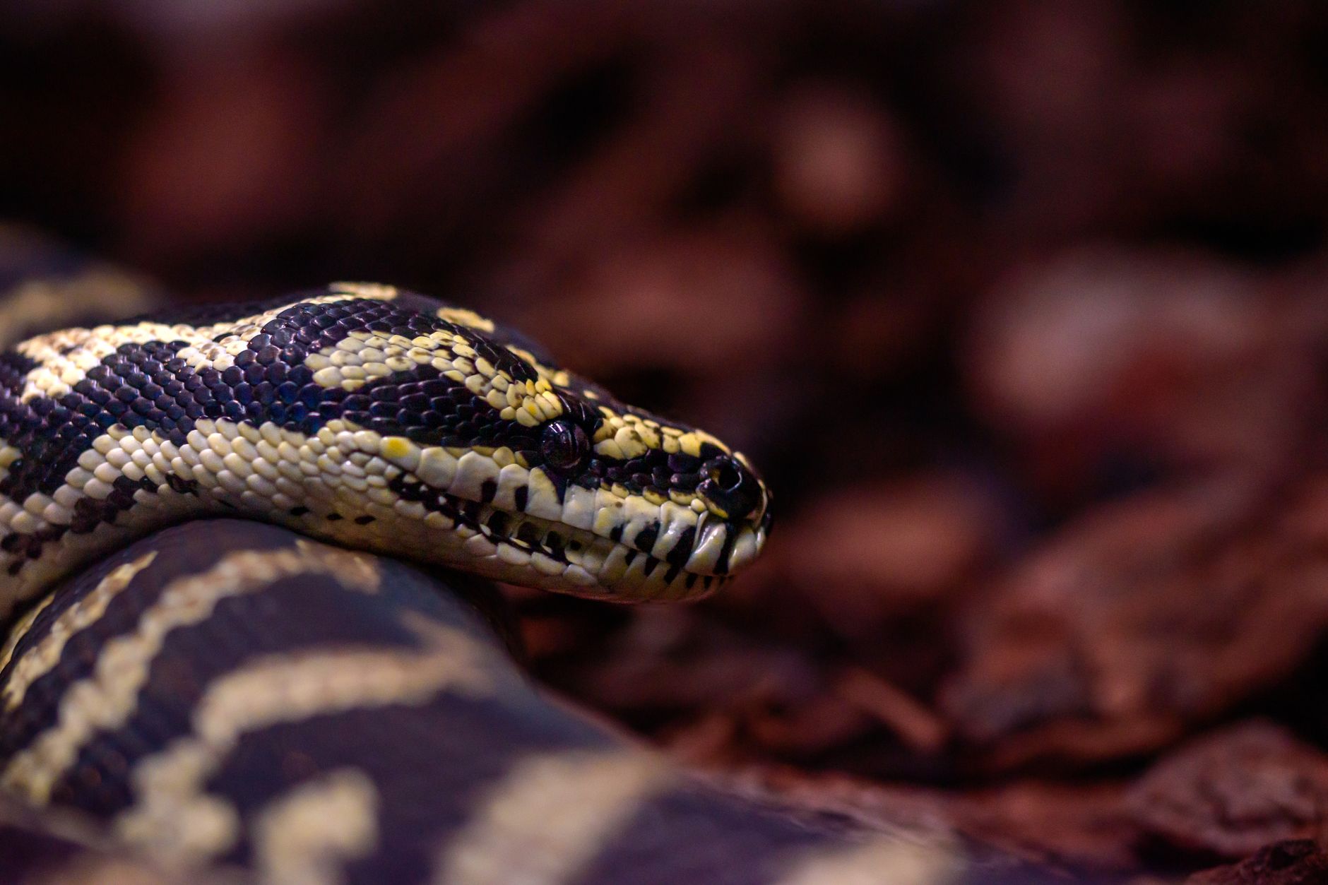 Master Python Strings: Unlock Their Full Potential